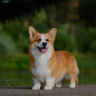 МОО КК Серебро